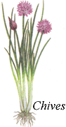 
Herb: Chives.
